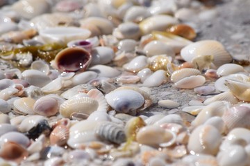 small wet shells on the beach