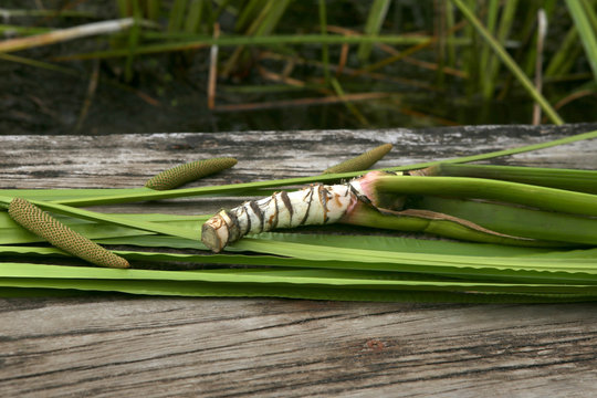 Freshly dug Acorus calamus root. Fresh acorus calamus root on wooden bridge near pond.