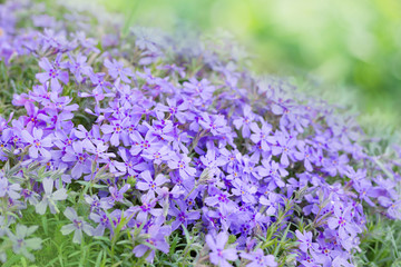 Obraz premium Spring flowers .Phlox flowers in the garden. Early morning, sunlight ,bokeh background.Nature background for advertising natural products for skin care and body care,herbal medecine and pharmacy.