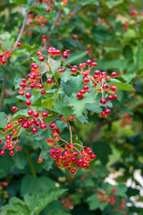 Rote Beeren am Strauch