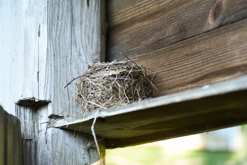  bird's Nest