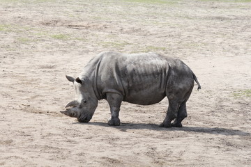 a big rhino in the zoo