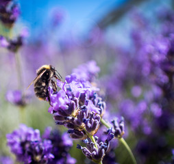 Bumble Bee Collecting Pollen from Lavender Flowers, Summertime, Close Up, Macro