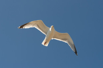 Snowdonia National Park in Northern Wales taken in June 2018