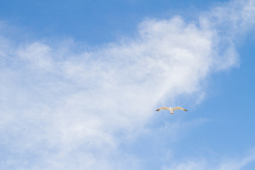 Bird Albatross is flying in the blue sky with white clouds