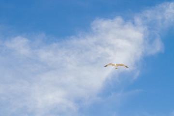 Bird Albatross is flying in the blue sky with white clouds