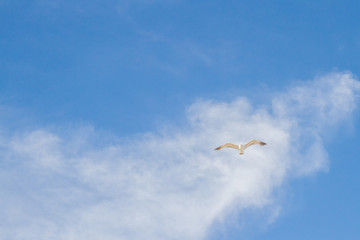 Bird Albatross is flying in the blue sky with white clouds