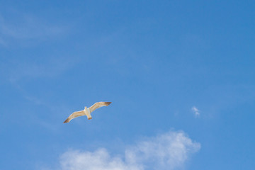 Bird Albatross is flying in the blue sky with white clouds