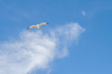 Bird Albatross is flying in the blue sky with white clouds