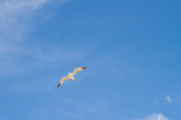 Bird Albatross is flying in the blue sky with white clouds