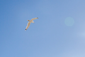 Bird Albatross is flying in the blue sky