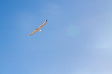 Bird Albatross is flying in the blue sky