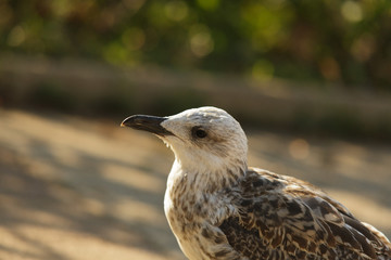 Silver gull in a park