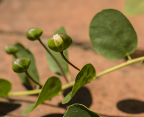 Fresh buds of caper