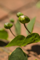 Fresh buds of caper