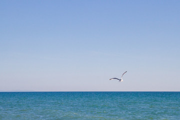 Albatross bird flying in blue sky over sea