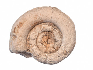 Ammonite fossil in stone, isolated on white background © Robin