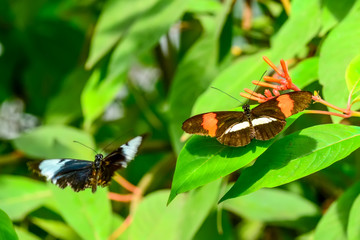 Closeup  beautiful butterfly & flower in the garden.