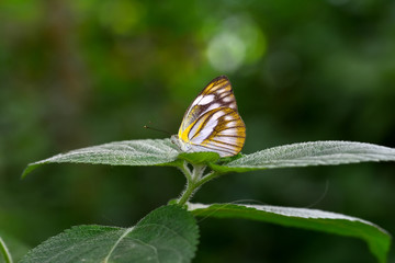 Closeup  beautiful butterfly & flower in the garden.