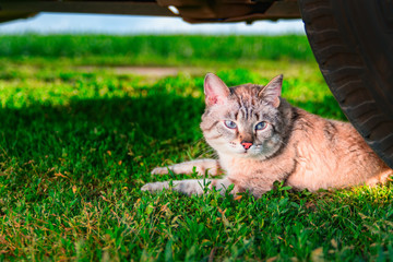 Short-haired cat lies in green grass. Portrait cute cat with blue eyes lies next to the car wheel. Outdoor shot at sunny day.