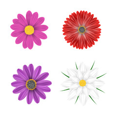 Vector multi-colored flowers on a white background