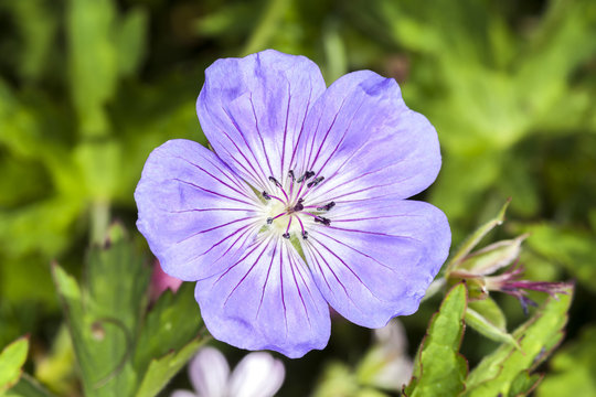 Geranium x oxonianum 'A T Johnson' a blue herbaceous springtime summer flower plant commonly known as cranesbill 