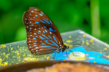 Closeup  beautiful butterfly & flower in the garden.