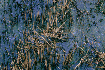 Fototapeta na wymiar gasoline stain on water surface in rice fields in Vietnam. ecological water problems. textured background 