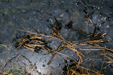 gasoline stain on water surface in rice fields in Vietnam. ecological water problems. textured background 