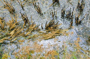 gasoline stain on water surface in rice fields in Vietnam. ecological water problems. textured background 