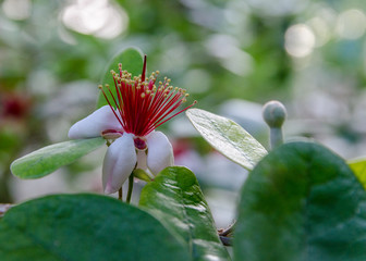 Branch with flowers feijoa.