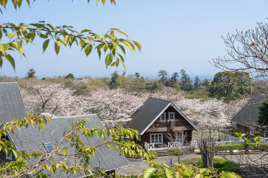 伊豆高原の桜とペンション