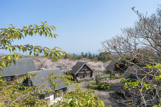 伊豆高原の桜とペンション