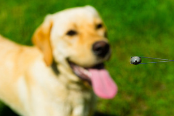 big tick in tweezer, blur dog at background