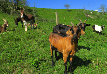 Obraz na płótnie Canvas Ziegen und Esel auf der Schwaebischen Alb