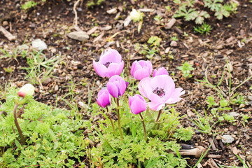 Group of little pink tulip at shibazakura festival , Yamanashi, Kawaguchiko