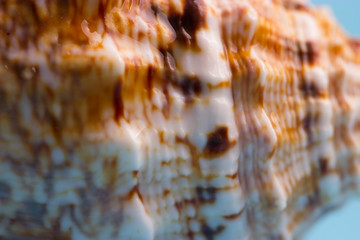 pattern on a sea shell