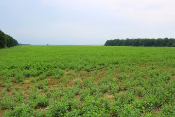 View of green lucerne field under blue sky