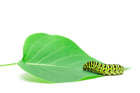 Swallowtail Caterpillar White Background