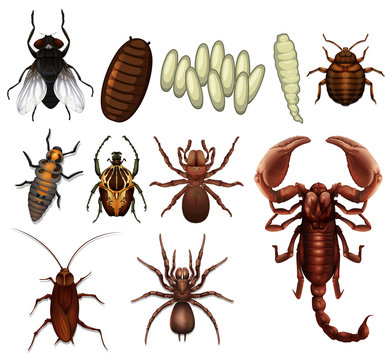 A Set of Insect