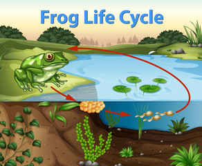 Science of Frog Life Cycle