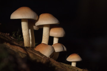 Pilze im dunklen Wald