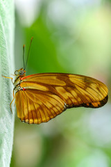 Closeup  beautiful butterfly & flower in the garden.
