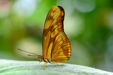 Closeup  beautiful butterfly & flower in the garden.