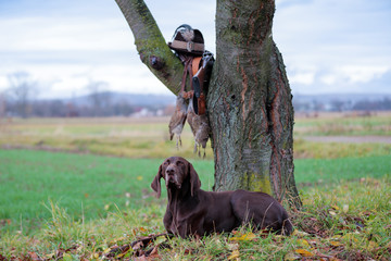 A young, pure blooded dog is lying in the lawn near the tree. On a branch hangs a weapon, a hat...