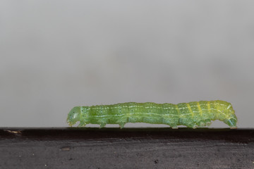 Grüne Raupe
