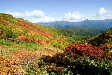 red leaves season of mountain in Hokkaido japan