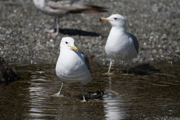 Gull