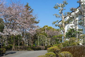 伊豆高原　建物入り口の並木道