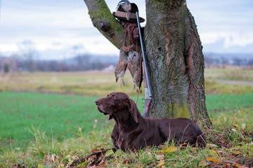 The German Shorthaired Pointe, a beautiful breed dog is lying, on the lawn, posing for a photo....